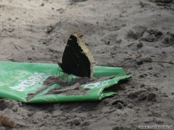 Бабочки ЗА здоровый образ жизни!