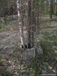 Прикольно растет, да?!