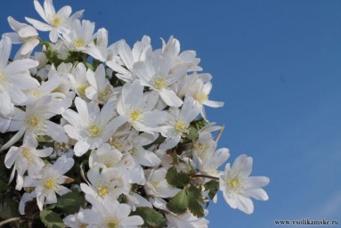 Весенняя радость