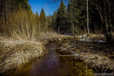 Лесной ручей...