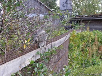 Обезьянка 1.JPG