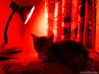 Спящий котенок