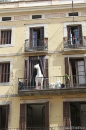 Внезапно...лошадь