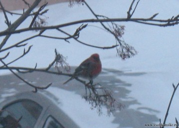 Зяблик? Нет, щур!