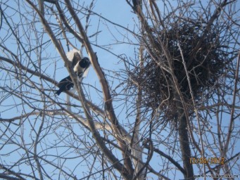Весенние хлопоты