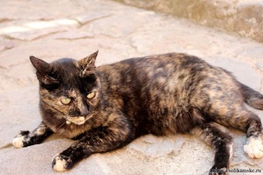 Испанская кошка