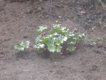 Снег 28 мая 1