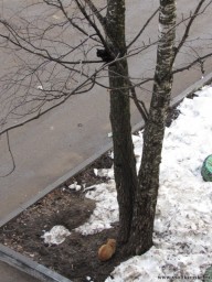 Ворона и Лисица