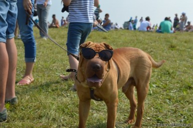 Крутая собака