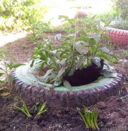 Отдыхала кошка в резиновом лукошке...