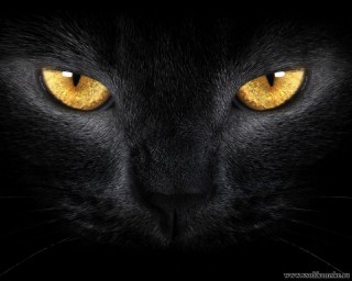 Фотоальбом 31.01.2013