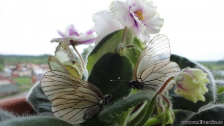 третий явно лишний