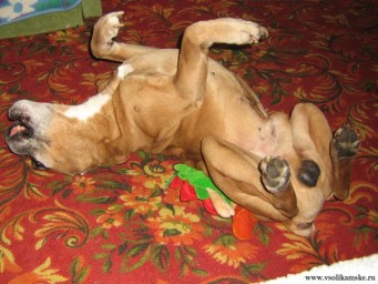 Изображение 003.jpg