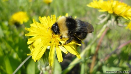 масочку из пыльцы делает )