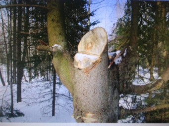 В Соликамске на месте преступления задержали 2 злоумышленников за незаконную рубку леса 5