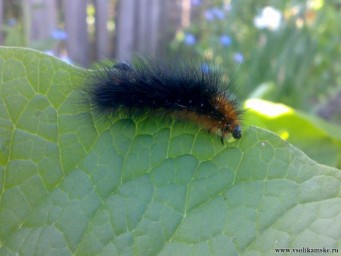 ... и голодная