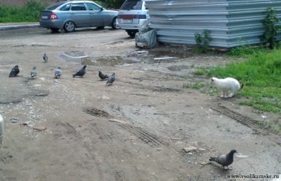 Любовь и голуби