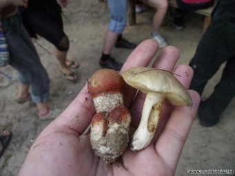 Грибочки....