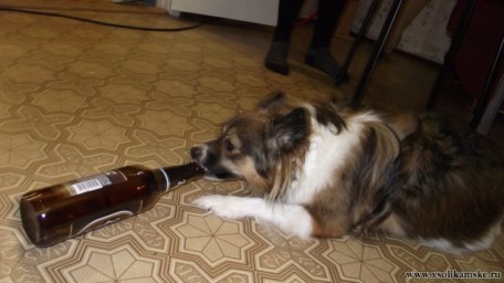 Пивной алкоголизм... видимо бывает даже у собак(((