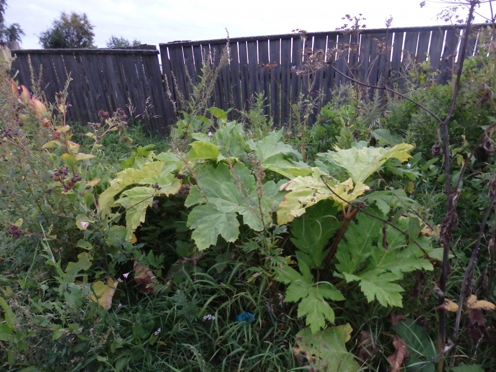 В Соликамске обозначат территории произрастания борщевика