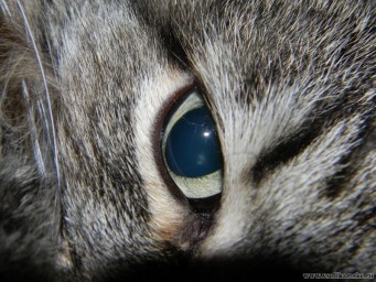 Изображение котэ 046.jpg