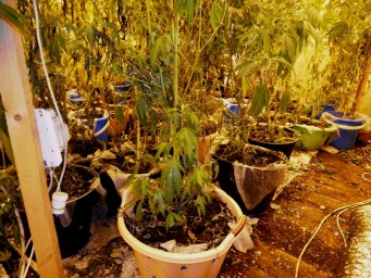 Житель Соликамска подозревается в выращивании наркосодержащих растений 1