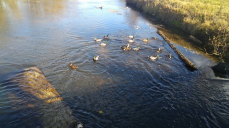 Уточки на Усолке 5