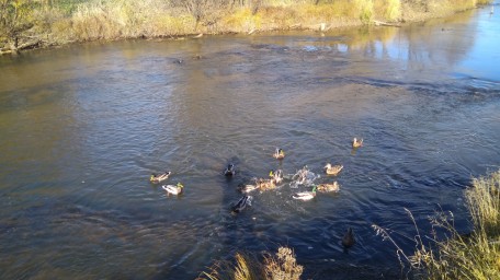 Уточки на Усолке 4