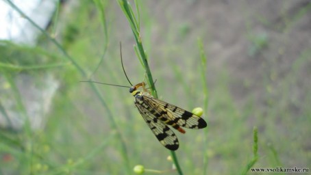 гг с клювом насекомое
