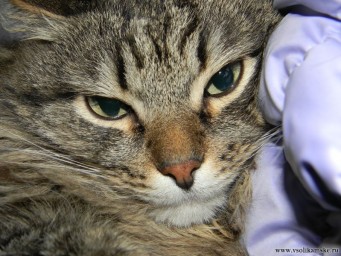 Не ругайтесь сильно я только учусь! Фоточки с NIKON COOLPIX L110