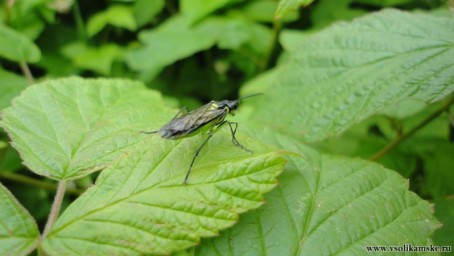 ...зелёненький он был