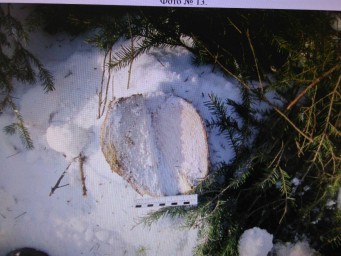 В Соликамске на месте преступления задержали 2 злоумышленников за незаконную рубку леса 2