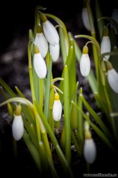 Весенние цветы...