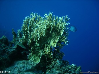 Коралл