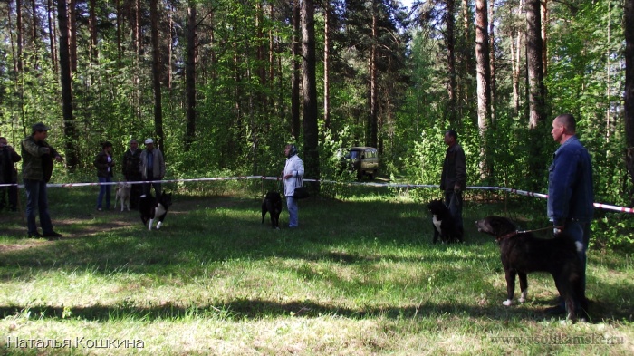 Выставка собак Соликамск